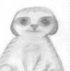 A cute kat