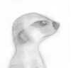 A meerkat guard