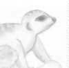 Another little chubby meerkat